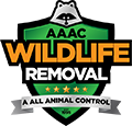Clearwater Wildlife Removal